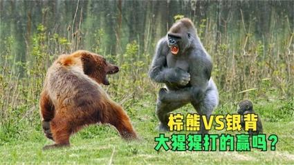 新澳门开奖记录新纪录和被大猩猩反向投喂与被大猩猩反向投喂怎么办
